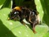 Bombus sp.